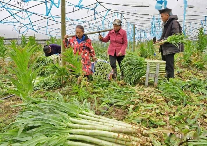 屈臣氏莴笋要开酒店吗?最近好多新闻报道他们开酒店